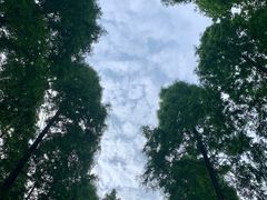 -黄海国家森林公园