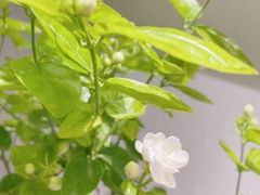 -茉莉花空中花园餐厅(义乌店)