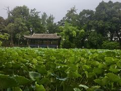 -房湖公园