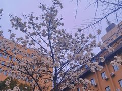 -羊山湖公园