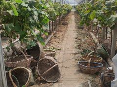 -马陆小张葡萄园农家乐