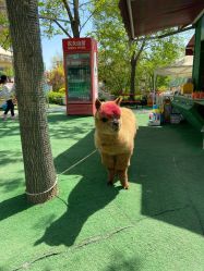 -萌宠亲子动物乐园(槐房万达店)