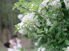 -上海共青森林公园