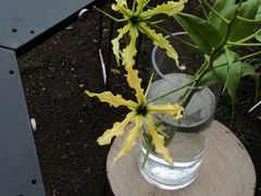 -杭州植物园