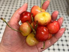 -油麻地果栏