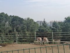 -青藏高原野生动物园