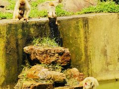 -合肥野生动物园