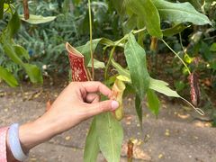 -中国科学院西双版纳热带植物园