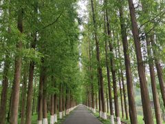 -黄海国家森林公园