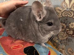 -瑞派·关忠动物医院·异宠专科·犬猫肿瘤·皮肤专科(望京店)