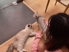 -猫咪派对(江南西店)