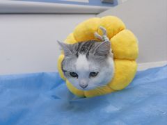 -纳吉亚猫专科动物诊疗中心(蒋宅口分院)