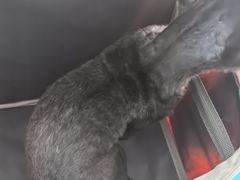 -中农国际动物医院24小时·猫科·骨科·急重症中心