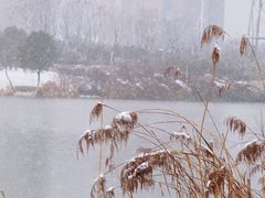 -九里河湿地公园