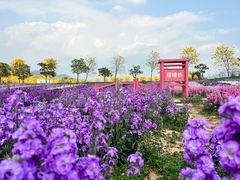 -天适樱花悠乐园