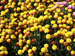 -吾斯曼珍珠抓饭王