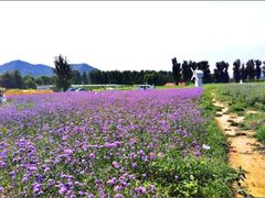 -北京东方普罗旺斯薰衣草庄园