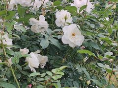 -人民公园(罗湖区)