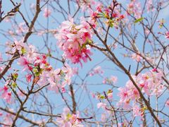 -天适樱花悠乐园