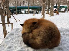 -宫城藏王狐狸村