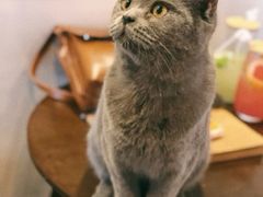 -共舞时光猫咖·狗咖(新街口店)