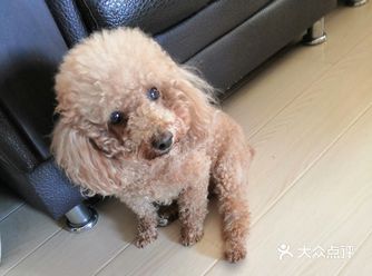钢蛋儿身上的毛都打卷卷了，身上也有味道了