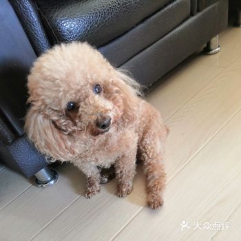 钢蛋儿身上的毛都打卷卷了，身上也有味道了