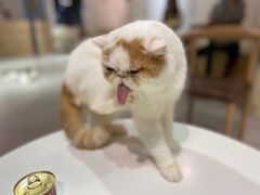 -Heymao猫咖.咖啡厅(东门店)