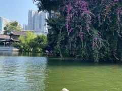 -荔湾湖公园