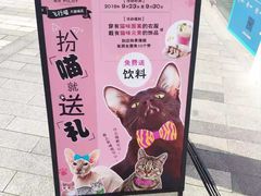 -飞行喵MR PILOT|猫舍·猫咖(静安大融城店)