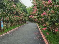 -武汉紫薇都市田园