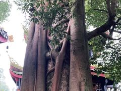 -峨眉山报国寺