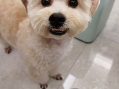 -瑞鹏宠物医院·超声·骨科·奇麟分院(蜀都万达店)