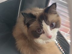 -艾贝尔宠物医院 ·内科全科(梁溪路店)