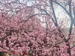 -桃花堤公园