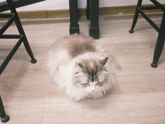 -柴迷FANS CLUB·柴犬狗咖·猫咖