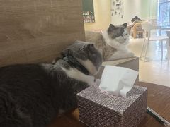 -藏猫猫咖啡主题馆(中央大道店)