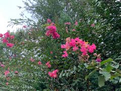 -武汉紫薇都市田园