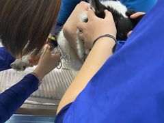 -萌兽医馆·犬猫专科·眼科中心·宠物医院(朝阳门分院)