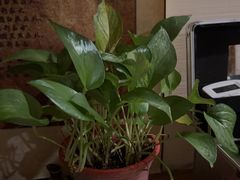 -汤泉良子.足疗按摩.SPA(中关村店)