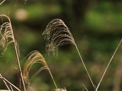 -西湖风景区-江洋畈生态公园