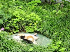 -水绘园