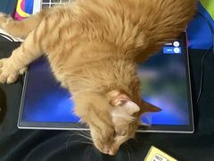 -纳吉亚猫专科动物诊疗中心(蒋宅口分院)