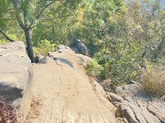 -南山植物园