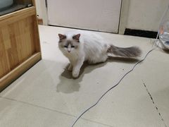 -藏猫猫咖啡主题馆(中央大道店)