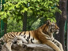 -上海野生动物园老虎餐厅