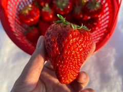 -北京龙庆四季香农家饭庄·灶台鱼·碳烤虹鳟鱼(龙庆峡店)