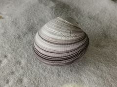 -青岛贝壳博物馆