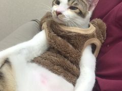 -安安宠医宠物医院·异宠·犬猫内科(岳阳分院)