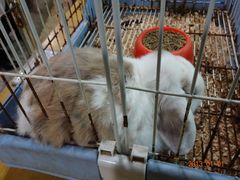DSC00681-上海大自然野生昆虫馆